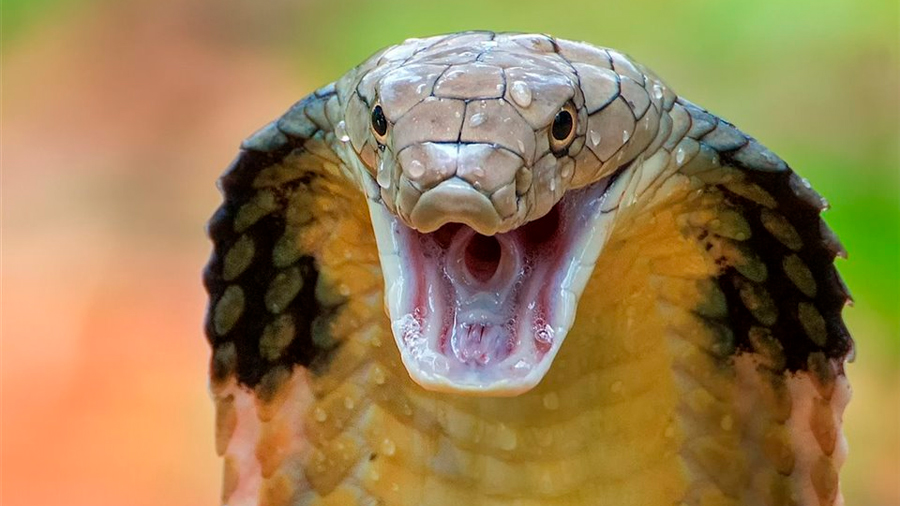 El veneno de las serpientes y la saliva de los mamíferos comparte un origen común