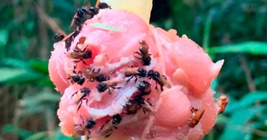 Las ‘abejas buitre’ dejan el polen para alimentar a sus bebés con carne podrida