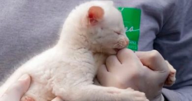 Extraño puma yagouaroundí albino bebé es rescatado en Colombia
