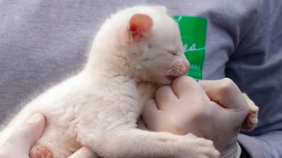 Extraño puma yagouaroundí albino bebé es rescatado en Colombia