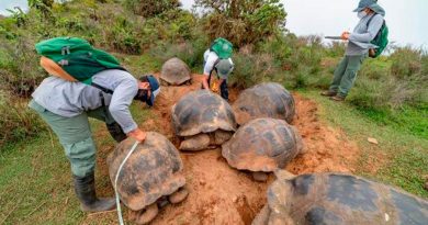 Descubren cuatro nuevos virus en las tortugas gigantes de Galápagos