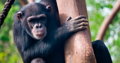Estalló una guerra de chimpancés contra gorilas (y la ciencia está bastante confundida)