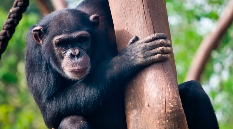 Estalló una guerra de chimpancés contra gorilas (y la ciencia está bastante confundida)