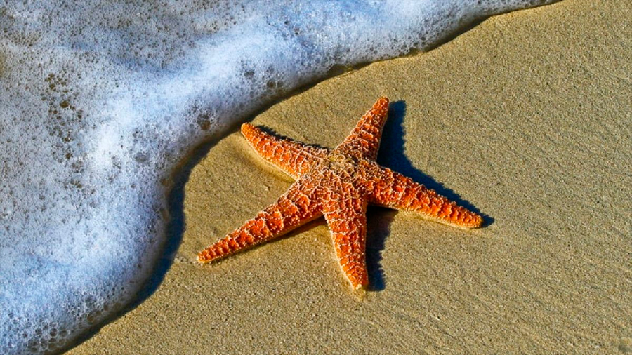 Crean una estrella de mar robótica que se autorrepara