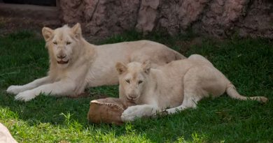 Un zoológico de Perú exhibe a dos leones blancos nacidos en México