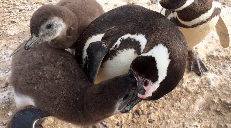 Mortandad masiva de pingüinos de Magallanes por ola de calor en 2019