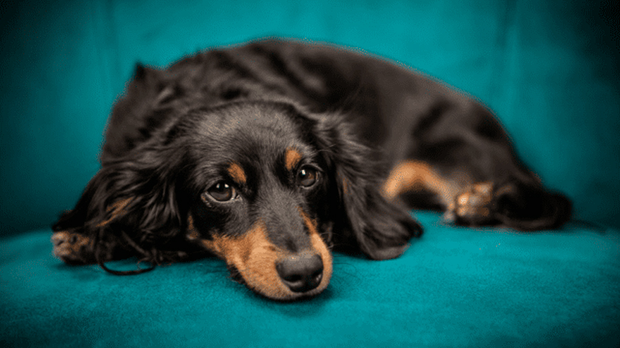 El cerebro de los perros puede distinguir entre diversos idiomas: estudio