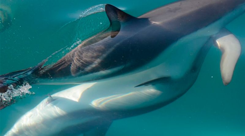 Las hembras de delfín poseen un clítoris funcional