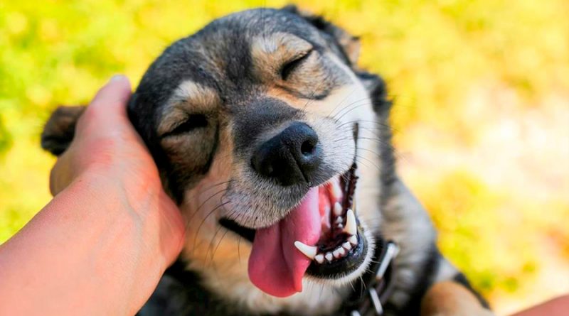 Los perros también ríen y podemos diferenciar su sonido