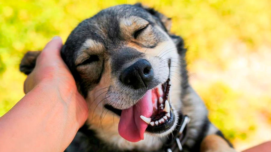 Los perros también ríen y podemos diferenciar su sonido