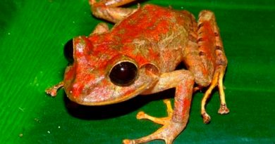 Descubren nueva especie de rana en Panamá: la nombran Greta Thunberg