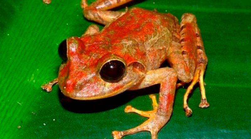 Descubren nueva especie de rana en Panamá: la nombran Greta Thunberg