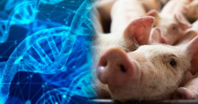 Una empresa cría cerdos alterados genéticamente para trasplantar sus órganos a humanos