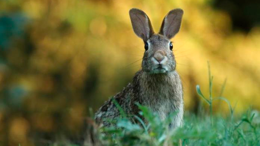 Regeneran el cartílago de la rodilla de un conejo con impulsos eléctricos