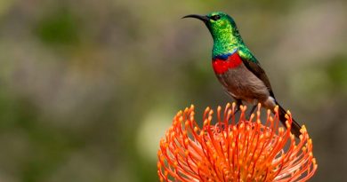 Algunos pájaros cantan igual hace cientos de miles de años