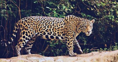 Así es cómo ecólogos mexicanos piensan salvar a miles de jaguares del Tren Maya