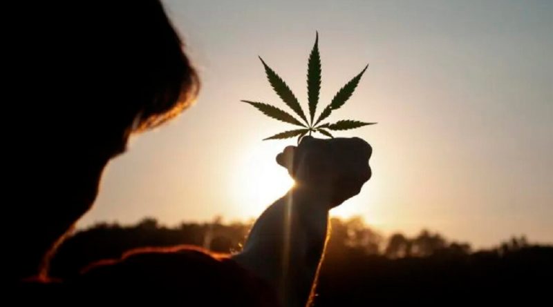 La cannabis podría convertirse en medicamentos para tratar el Covid-19: estudio canadiense