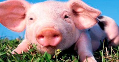 Cerdos de diseño: así se humanizan sus corazones para evitar el rechazo al trasplantarlos