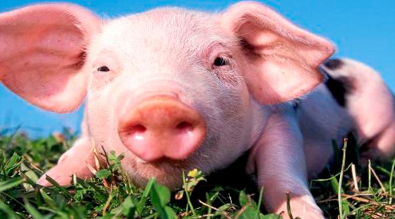 Cerdos de diseño: así se humanizan sus corazones para evitar el rechazo al trasplantarlos