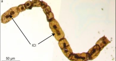 Hallan restos de clorofila en fósil de alga que cambió el rumbo evolutivo en la Tierra