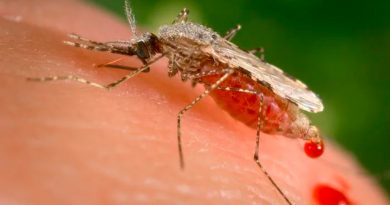 Científicos crean sangre falsa para luchar contra los mosquitos y la malaria