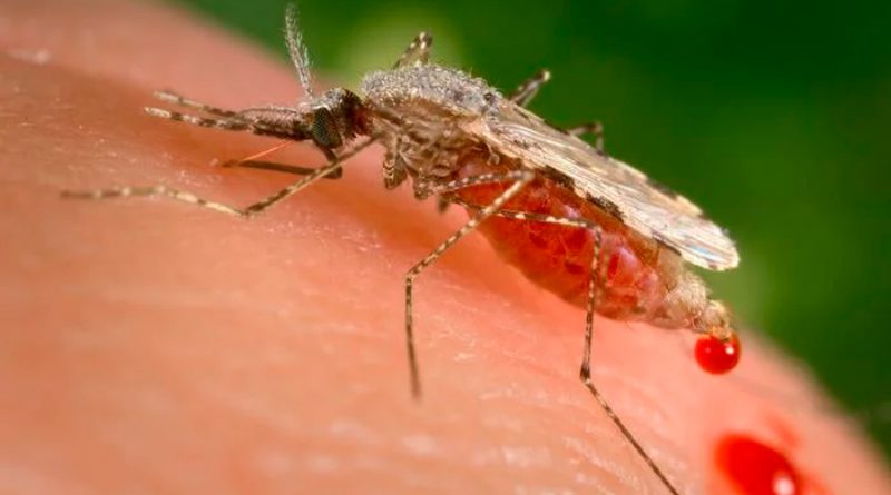 Científicos crean sangre falsa para luchar contra los mosquitos y la malaria