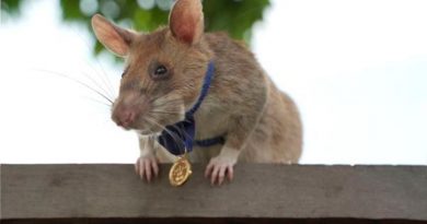 Muere Magawa, la rata que salvó miles de vidas al detectar minas en Camboya