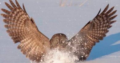 Las alas del búho inspiran cómo reducir el ruido de los aviones