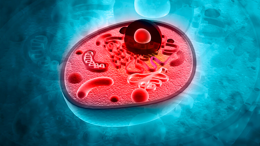 La adquisición mitocondrial y los inicios de la célula eucariota: dos perspectivas temporales