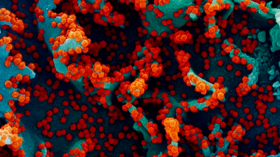 Un estudio encuentra un posible 'talón de Aquiles' en los virus respiratorios