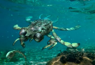Así era el cangrejo prehistórico más raro del mundo