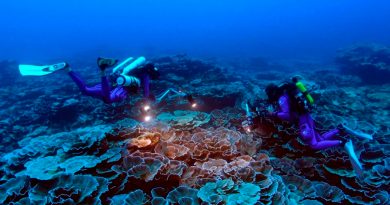 Un raro arrecife de coral gigante hallado intacto cerca de Tahití