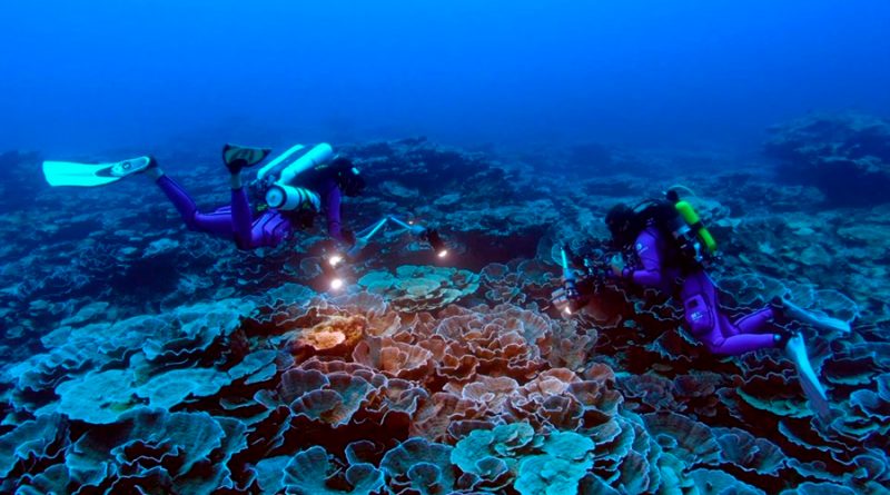 Un raro arrecife de coral gigante hallado intacto cerca de Tahití