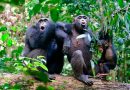 Los chimpancés necesitan aprender de otros los comportamientos complejos