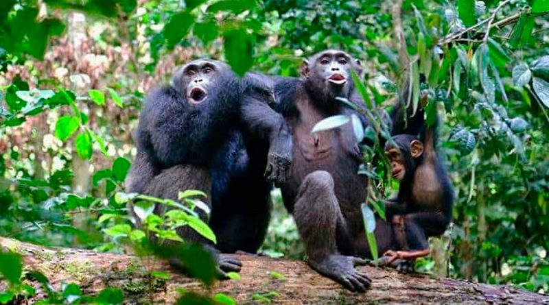 Los chimpancés necesitan aprender de otros los comportamientos complejos