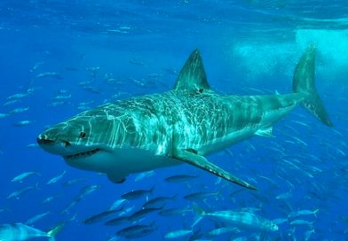 Los ataques de tiburón vuelven a aumentar tras tres años de caída