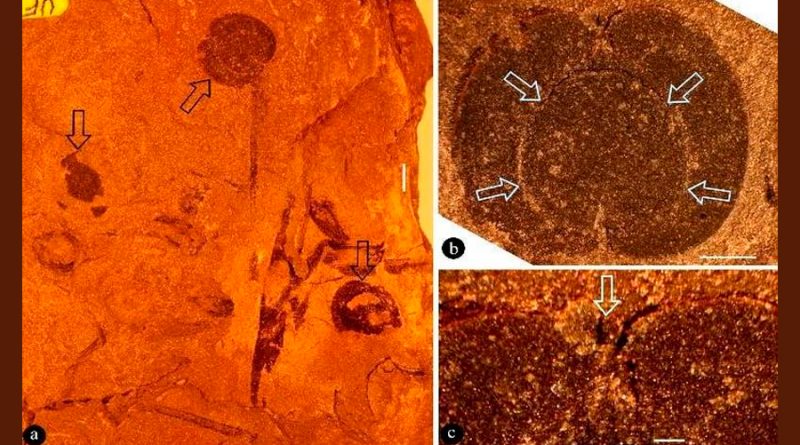 Registro fósil más antiguo de planta con flores en Norteamérica ha sido descubierto en México