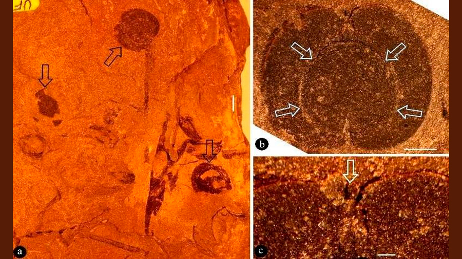 Registro fósil más antiguo de planta con flores en Norteamérica ha sido descubierto en México