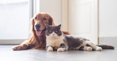 Veterinarios de Florida descubren que perros y gatos pueden contraer COVID