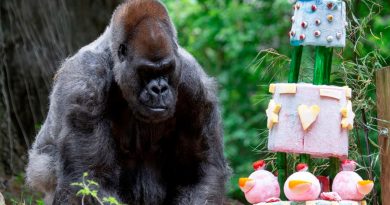 Ozzie, el gorila más viejo del mundo, murió a los 61 años en EU