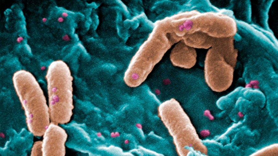 Las bacterias se comunican entre sí mediante señales de radio que podemos interferir