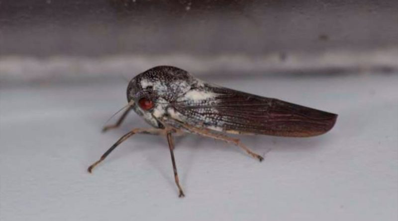 Descubren científicos nuevo insecto de apariencia metálica