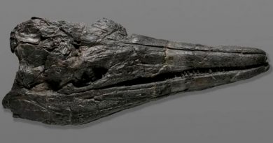 Monstruo marino: hallan un cráneo fósil del que sería el primer animal gigante de la Tierra