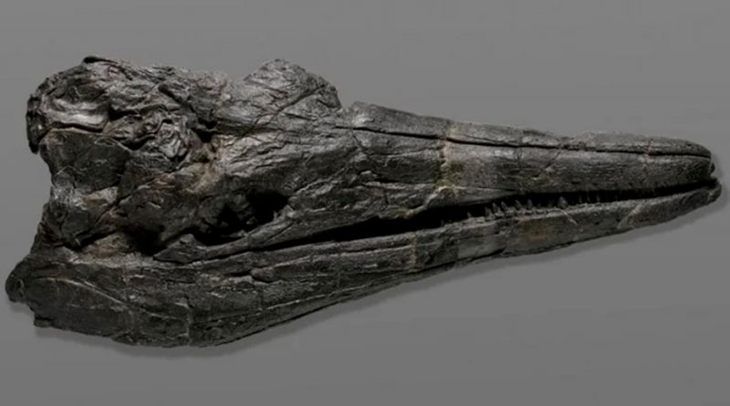 Monstruo marino: hallan un cráneo fósil del que sería el primer animal gigante de la Tierra