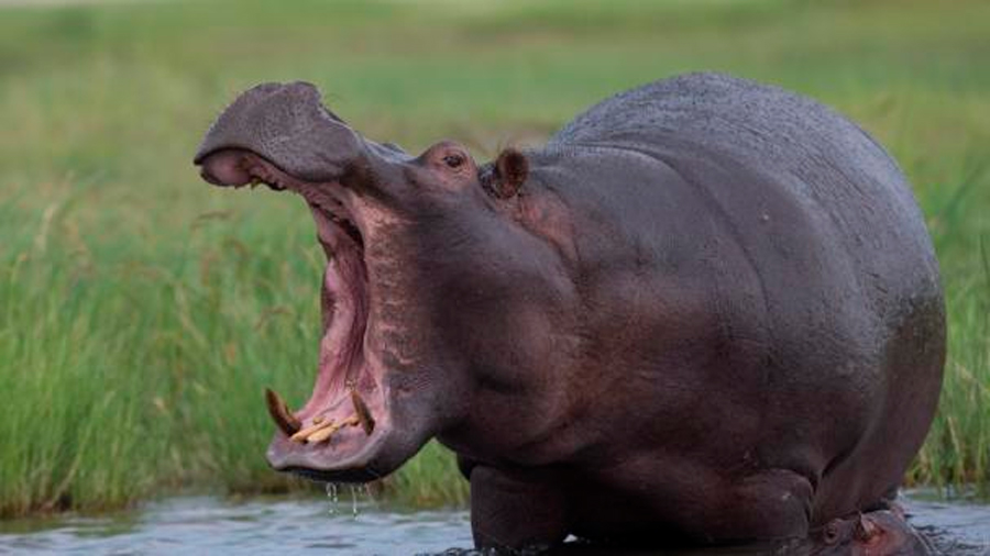 Descubren el significado comunicativo de los silbidos de los hipopótamos