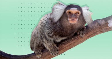 Mono con orejas blancas, entre las 224 especies descubiertas en Mekong