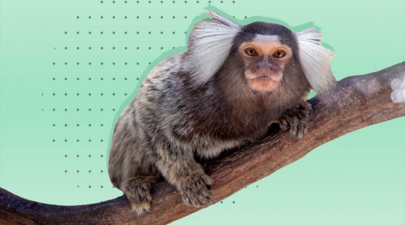 Mono con orejas blancas, entre las 224 especies descubiertas en Mekong