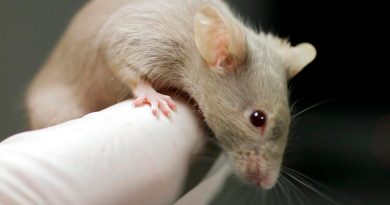 Investigadores descubren que la variante Ómicron puede haberse originado en ratones