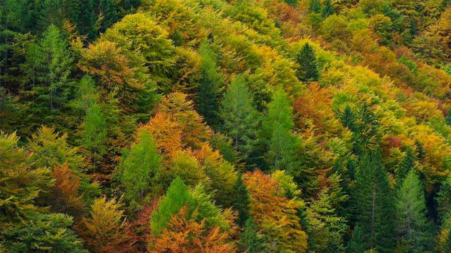 Quedan 9,200 especies arbóreas por descubrir
