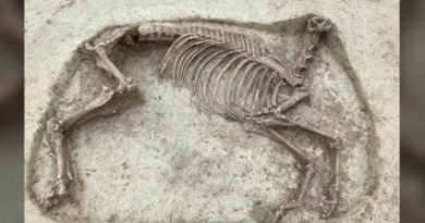 Arqueólogos descubren los restos fósiles de un caballo decapitado y su jinete